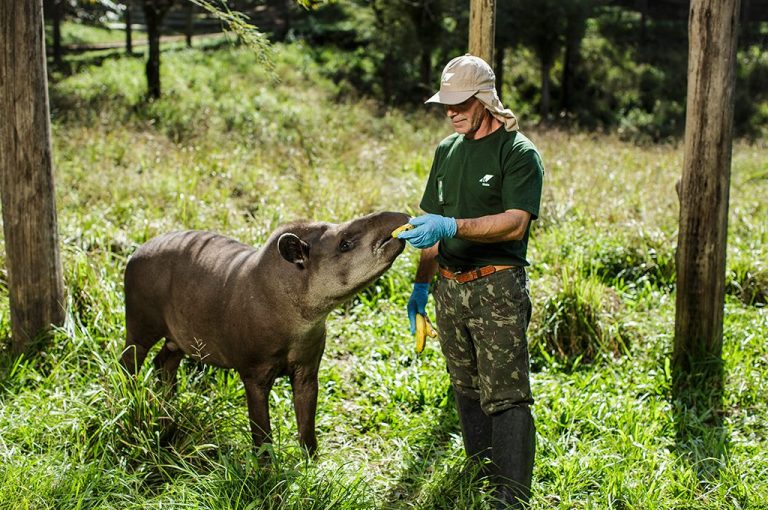 A Vida Selvagem no Parque Ecológico Klabin