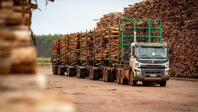 Telêmaco Borba: Líder Nacional na Produção Madeireira